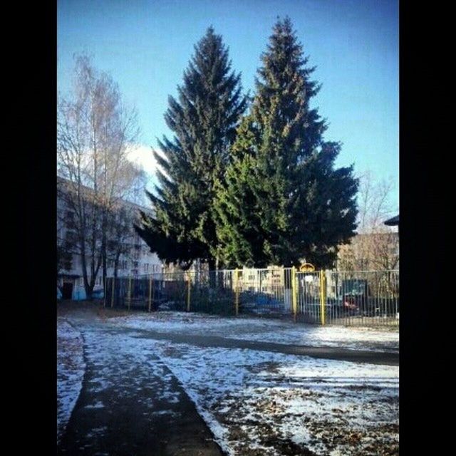 tree, road, built structure, architecture, building exterior, clear sky, street, transportation, the way forward, auto post production filter, sky, growth, city, sunlight, day, no people, nature, outdoors, palm tree