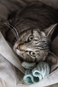 Close-up of cat lying down