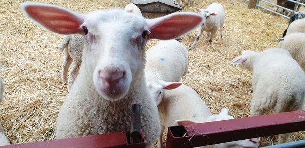 Close-up of sheep in pen
