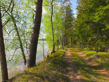 Trail amidst trees in forest