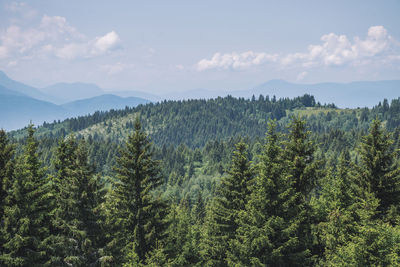 Pine trees in forest against sky