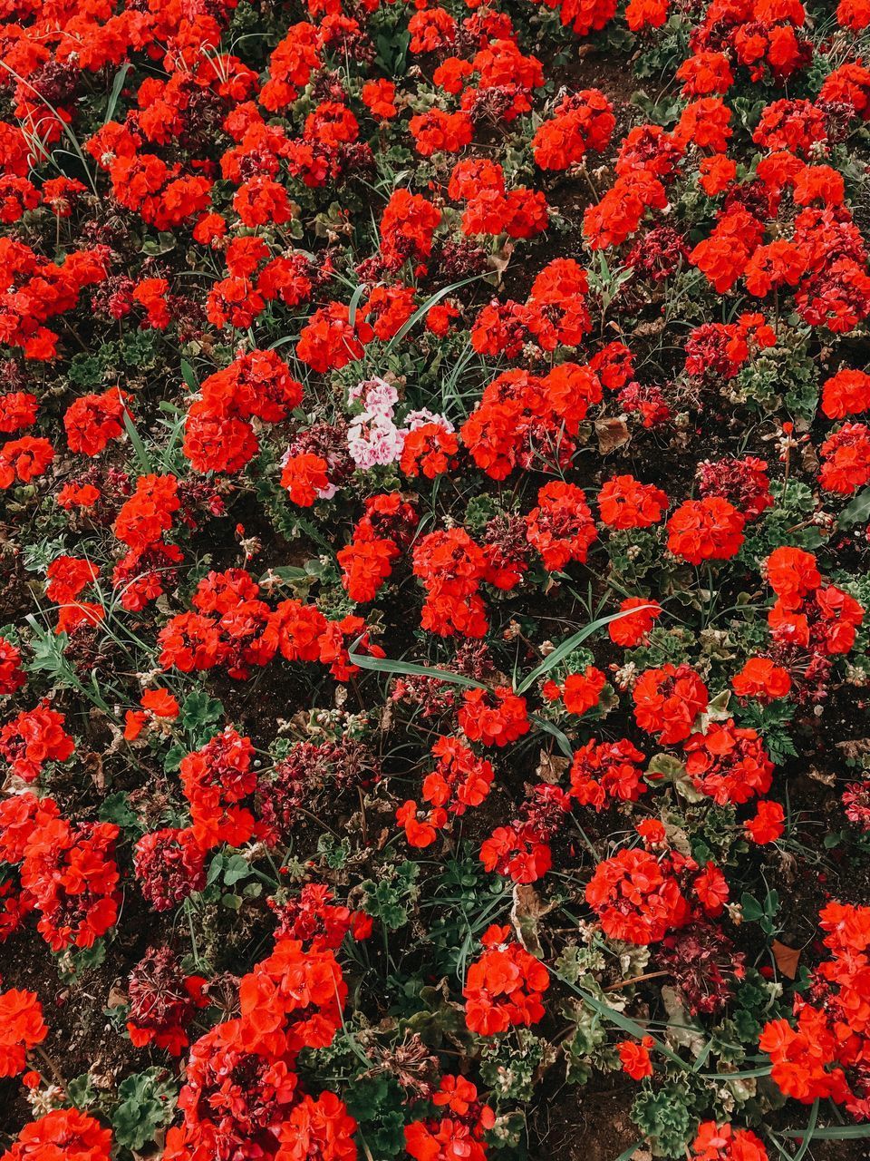 HIGH ANGLE VIEW OF RED FLOWERING PLANTS