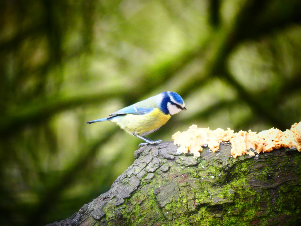 nature, animal, animal themes, animal wildlife, bird, wildlife, one animal, tree, green, branch, perching, yellow, plant, leaf, no people, focus on foreground, beak, beauty in nature, forest, tree trunk, flower, outdoors, trunk, full length, songbird, day, blue, animal body part, multi colored, environment, side view