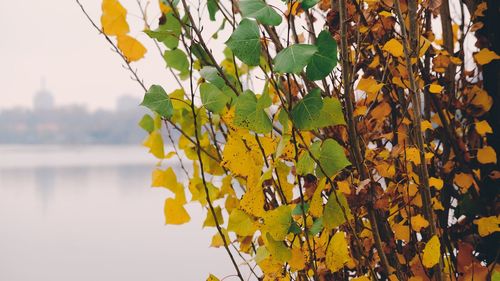 Close-up of yellow leaves on tree during autumn