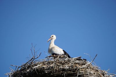 Low angle view of birds perching on nest against clear blue sky