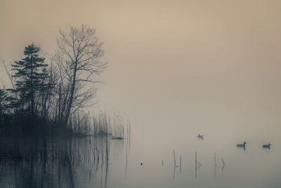 Birds swimming in lake during sunset