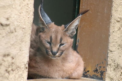 Portrait of wild cat relaxing outdoors