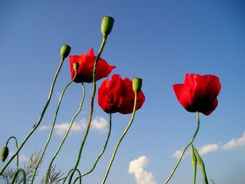 Low angle view of red flowering plant against sky