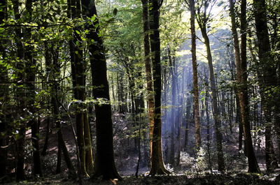 Trees in forest