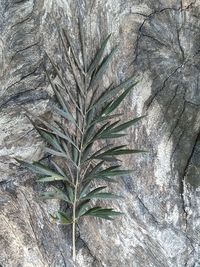 Full frame shot of tree trunk