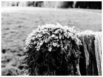 Close-up of grass growing on field