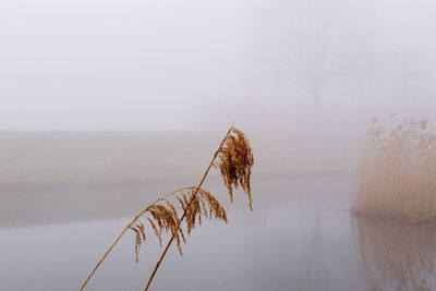 Close-up of dry plant against lake during winter