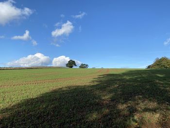 Scenic view of agricultural field against blue sky