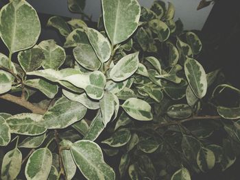 High angle view of plants