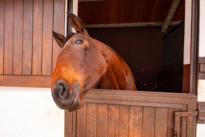 Close-up of horse in pen