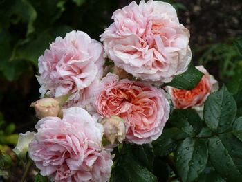 Close-up of pink roses blooming outdoors