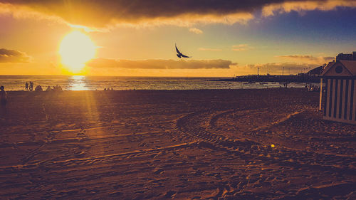 Seagulls on beach during sunset