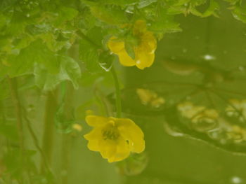 Close-up of yellow flowering plant
