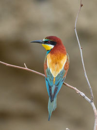 Close-up of bird perching on branch