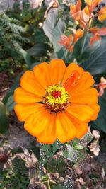 Close-up of orange marigold blooming on field