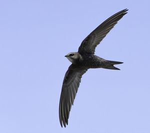 Low angle view of bird flying