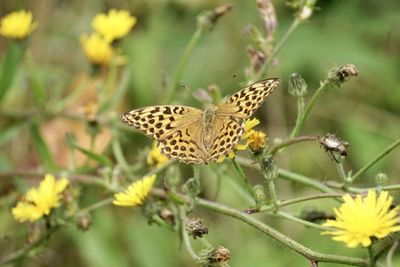 Close-up of butterfly pollinating on flower