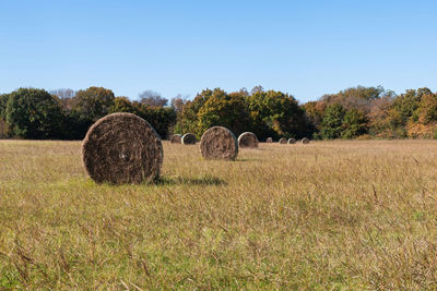 Side view of large round bales of hay resembling wheels scattered across a field on a sunny day.