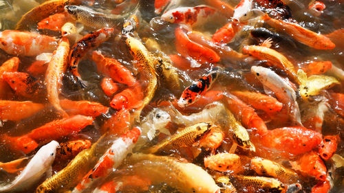 Koi fish in the fish pond