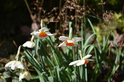 Close-up of white flowers on field