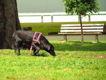 Close-up of dog on grass