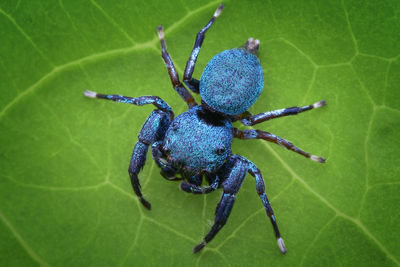 Close-up of spider on leaf