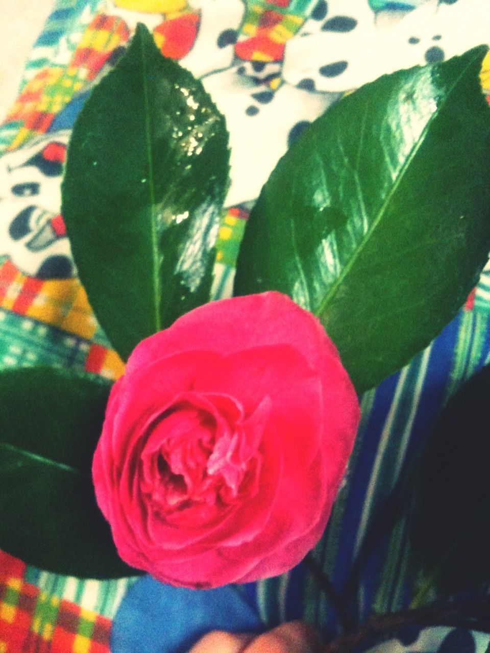 flower, freshness, rose - flower, close-up, petal, indoors, fragility, pink color, flower head, focus on foreground, leaf, red, rose, beauty in nature, growth, high angle view, nature, no people, single flower, day