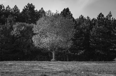 Trees on field against sky