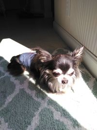 Portrait of dog relaxing on floor at home