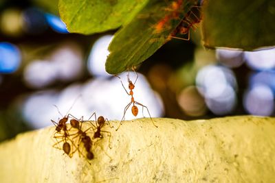 Close-up of ant on leaf