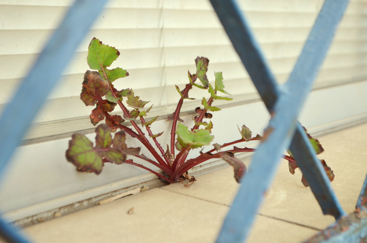 CLOSE-UP OF FRESH PLANT