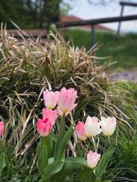 Close-up of pink flowers