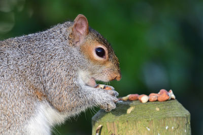 Close up of a grey eating a nut off of a wooden post