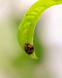 Close-up of ladybug on leaf