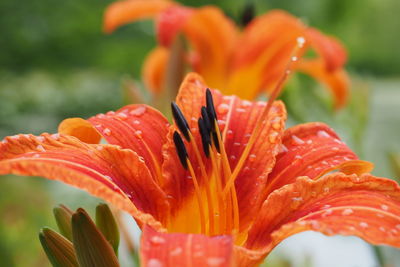 flowering plant