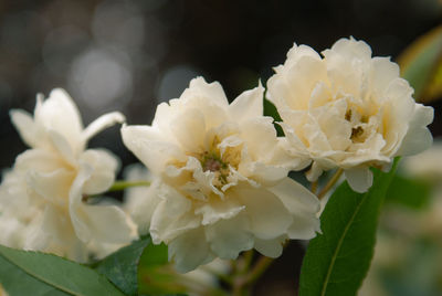 Close-up of white flowering plant