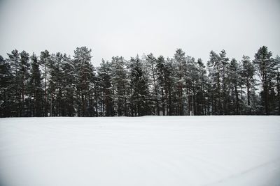 Pine trees on snow covered field against sky