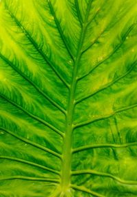 Full frame shot of green leaves