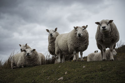  flock of sheep against clear sky