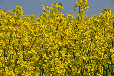 Yellow flowers growing in field