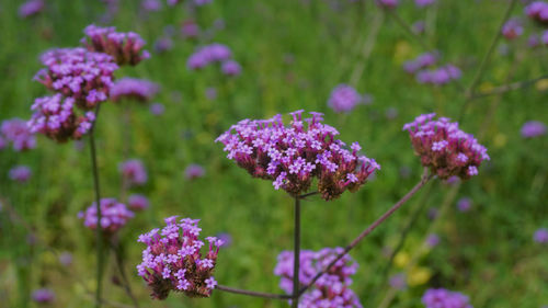 Close-up of purple flowering plants on field