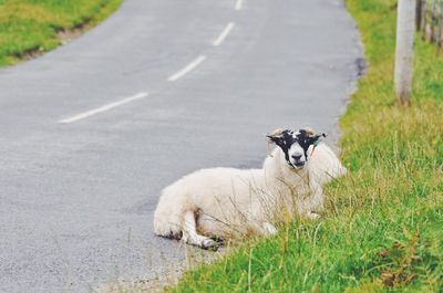 Portrait of sheep on road