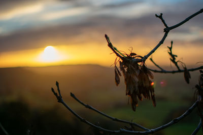 Close-up of wilted plant against sunset sky
