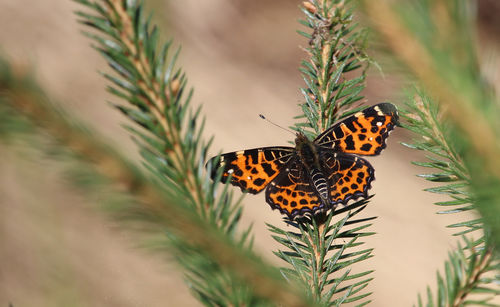 Close-up of butterfly on plant