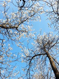 Low angle view of flower tree against sky